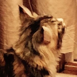 Meet your Posher, Henry